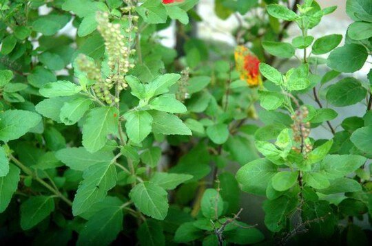 अधिकमास में अवश्य करें तुलसी की पूजा, होगी पुण्य फलों की प्राप्ति