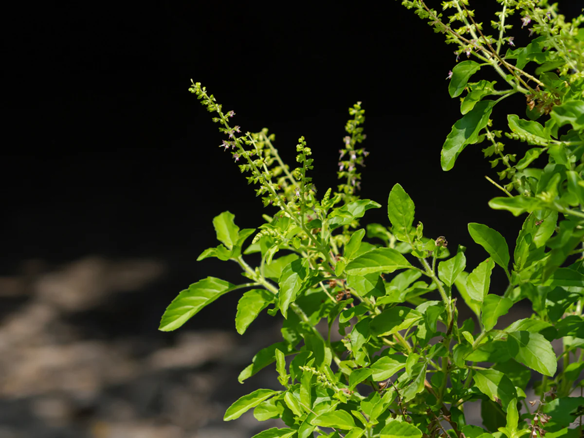 Tulsi Benefits: तुलसी की जड़ को तिजोरी में रखने के 3 लाभ 1